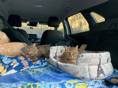 moving cats across country